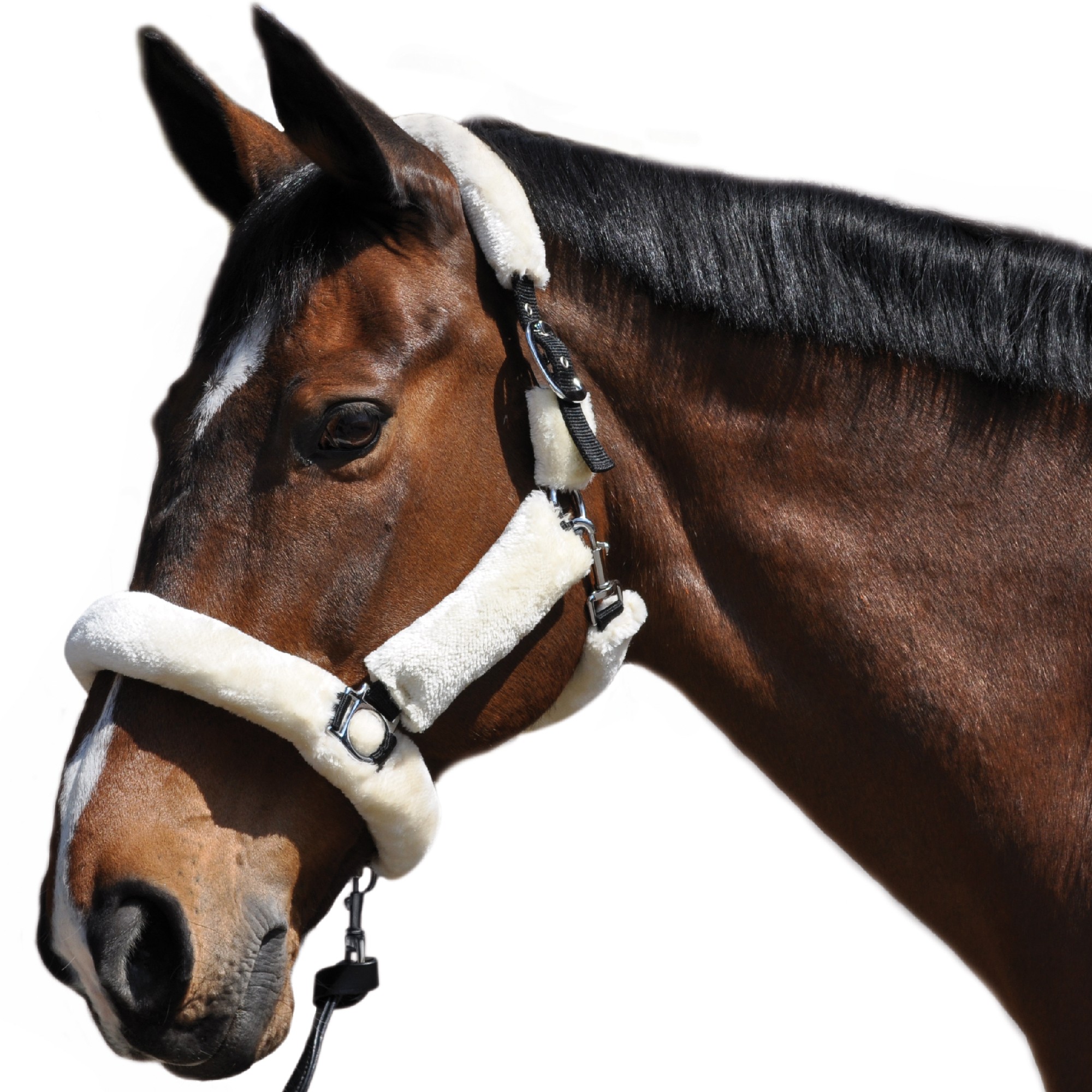 Licol avec longe poneys et chevaux Flags and Cup Panama – En Selle