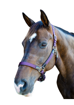  Leather / Nylon Halter